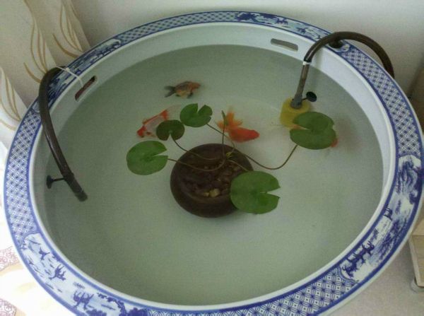 陶瓷缸怎么养锦鲤