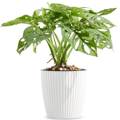 家里花瓶适合插什么花？