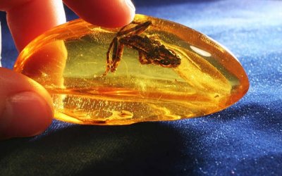 琥珀与蜜蜡有什么区别(99%的人都不知道)