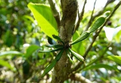 螃蟹脚茶的功效与作用（哪些人不能喝）